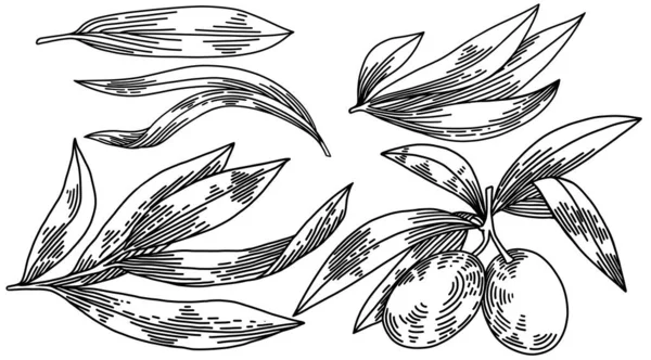 Olajágak elszigetelt fehér háttér, levelek, olajbogyó, vektor kézzel rajzolt illusztráció — Stock Vector