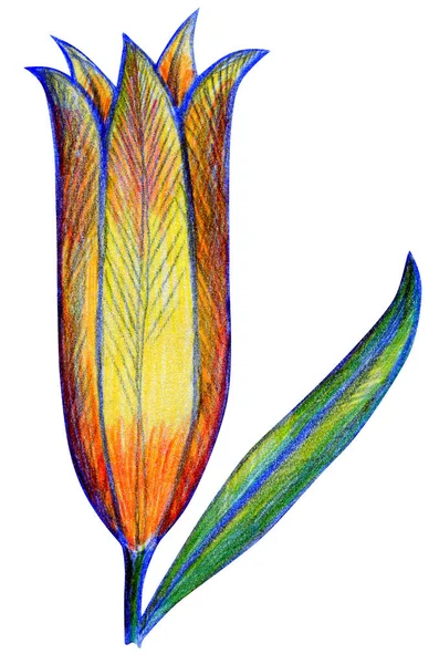 Desenho de flor de lírio com lápis de cor, fundo branco — Fotografia de Stock