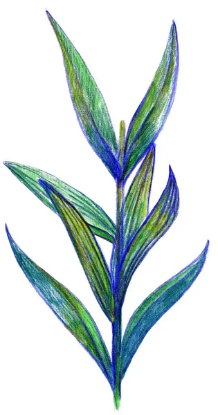 Lily bloem tekening met kleurpotloden, witte achtergrond — Stockfoto