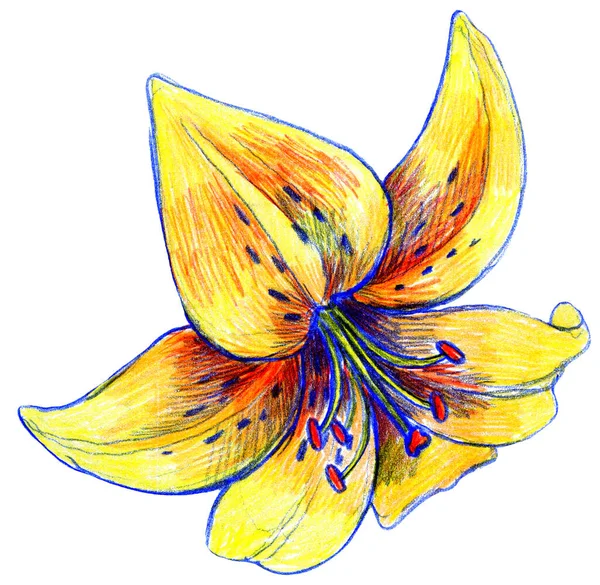 Dessin de fleurs de lys avec des crayons, fond blanc — Photo