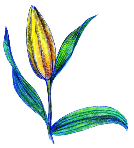 Dessin de fleurs de lys avec des crayons, fond blanc — Photo