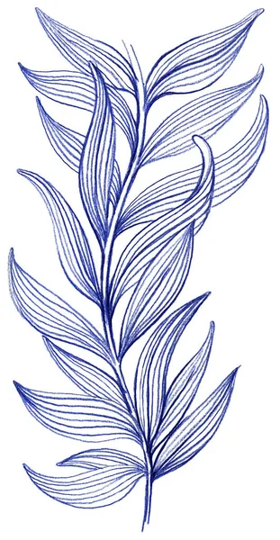 Малюнок квітки лілії з синім олівцем, елементи на білому тлі — стокове фото