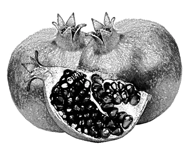 Granatapfel-Liniensymbol, Früchte und Granat, Vektorgrafik, ein lineares Muster auf weißem Hintergrund. — Stockvektor