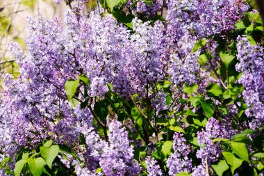 Bahar leylağı çiçekli bir dal Kırım Cumhuriyeti, Azov Denizi, Kazantip. Shchelkino,