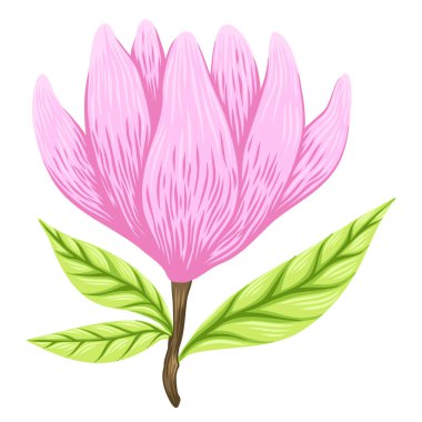 Güzel manolyanın vektör çizimi, beyaz arka planda izole edilmiş bahar çiçeği.