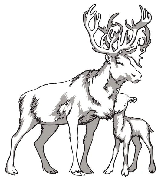 Caribou herten en inheemse volkeren van Noord-Rusland. Vintage zwart-wit tekening. Vector illustratie. Natuur en mens. — Stockvector