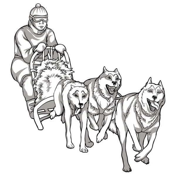 Sled dogs, animal helpers. Linear drawing of dogs driving a man, traditions of the northern peoples, black and white drawing — Stock Vector