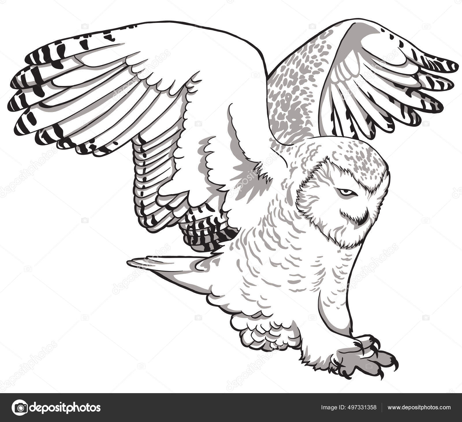 부엉이. 스케치, 흰색 배경에 있는 올빼미의 생생 한 그림. 스톡 벡터 - ©rushcat1987 497331358, image size:1600x1462