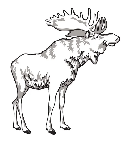 Elk dibujo en blanco y negro de un animal con cuernos, un habitante del bosque. — Vector de stock