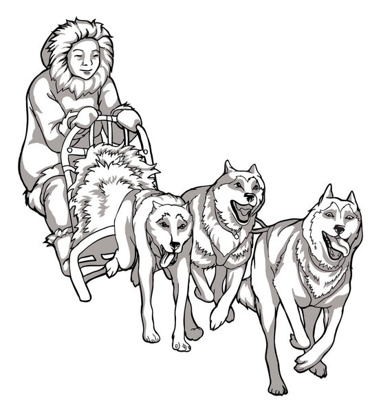 Sled dogs, animal helpers. Linear drawing of dogs driving a man, traditions of the northern peoples, black and white drawing.