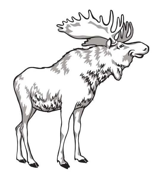 Alce disegno in bianco e nero di un animale cornuto, un abitante della foresta. — Vettoriale Stock