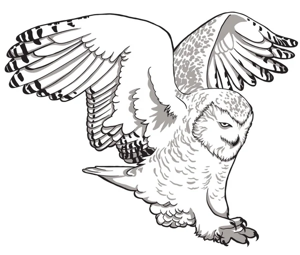 Hibou. Croquis, dessin, portrait graphique d'un hibou sur fond blanc . — Image vectorielle
