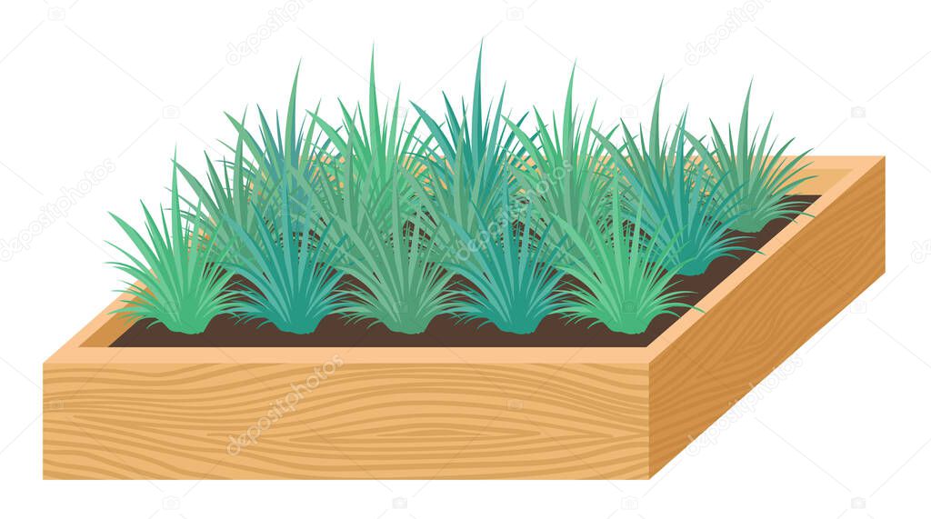 Seedlings, plants for home and garden, plants in a box