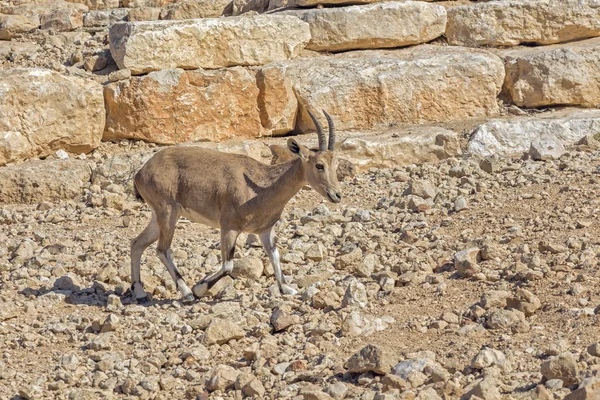 Roe deer in the arid desert. — Stock Photo, Image