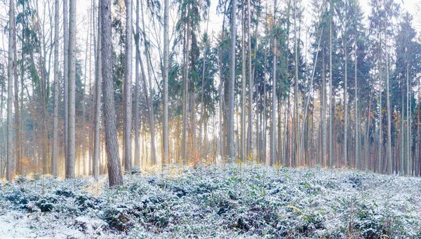 Wintersparren bos — Stockfoto