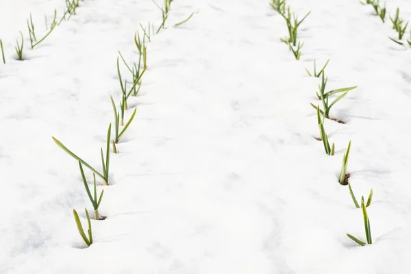 春の野に白い雪 — ストック写真