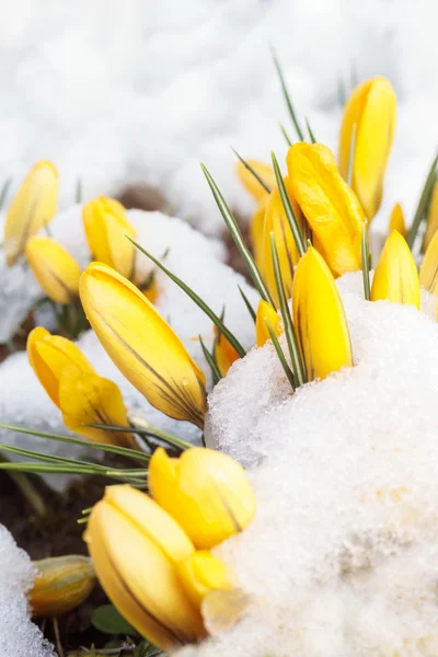 Lente sneeuw op gele bloemen — Stockfoto