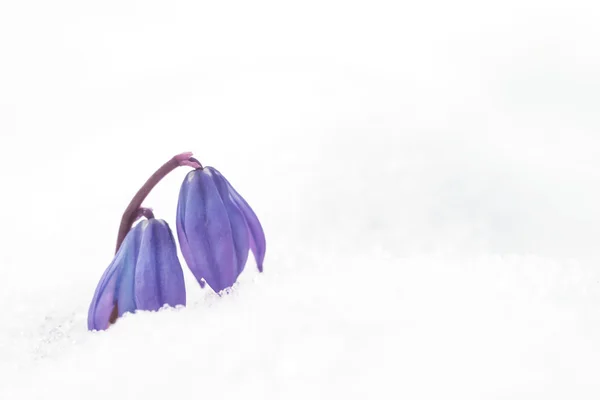 白い雪に青い花を春します。 — ストック写真