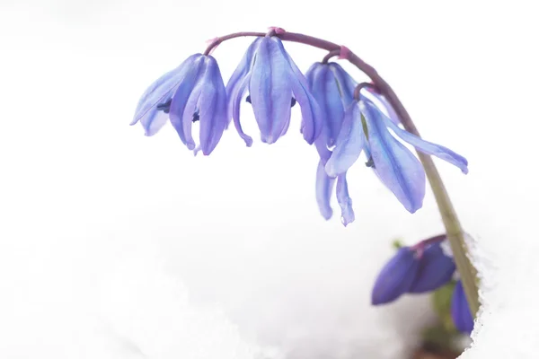 白い雪に青い花を春します。 — ストック写真