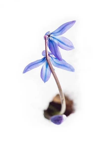 Весенние голубые цветы в белом снегу — стоковое фото