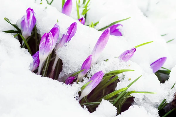 Lila Krokus auf weißem Schnee — Stockfoto