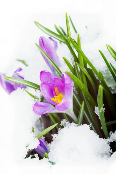 紫色的番红花在洁白的雪地上 图库图片