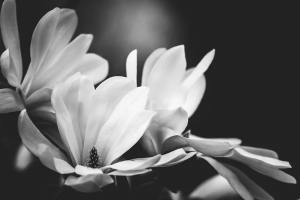 Flor de magnolia sobre fondo negro — Foto de Stock