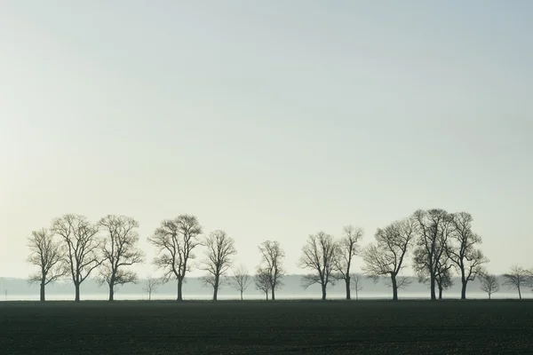 Prachtige landschap met loofbomen — Stockfoto