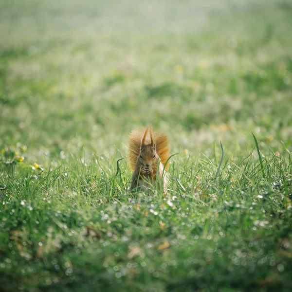 Rode eekhoorn in groen park — Stockfoto