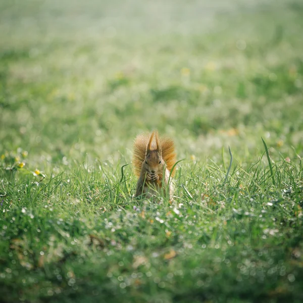 Red squirrel in green park Stock Picture