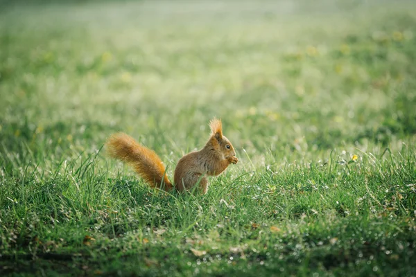 Esquilo vermelho no parque verde Imagem De Stock