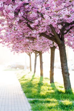 Güzellik pembe çiçekli süs ağaçları
