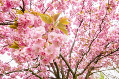 güzel pembe çiçekli ağaç dalı