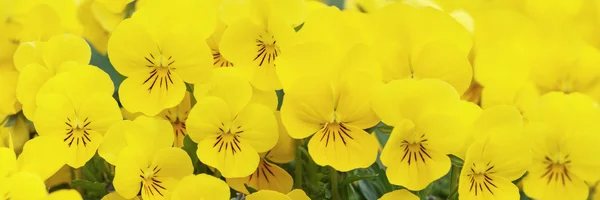 Close up of beautiful color of pansies — Stock Photo, Image