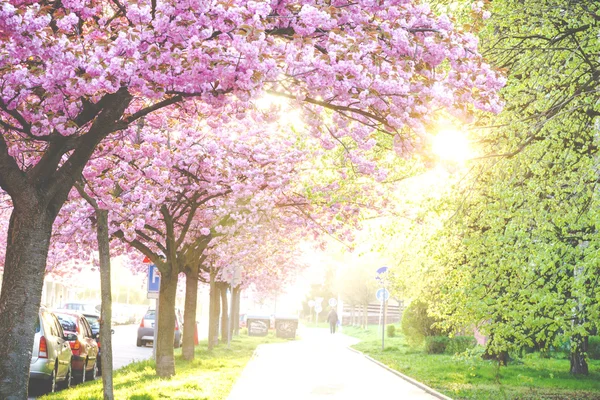 Güzellik pembe çiçekli süs ağaçları — Stok fotoğraf