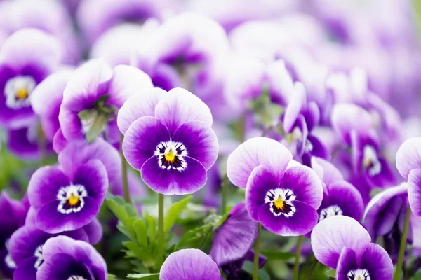 Hercai Menekşe çiçek harika renkler