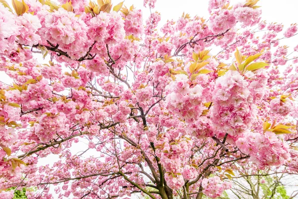 美しいピンクの花を持つ木の枝 — ストック写真