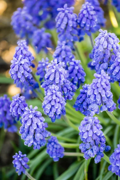 Красивые весенние голубые цветы muscali — стоковое фото