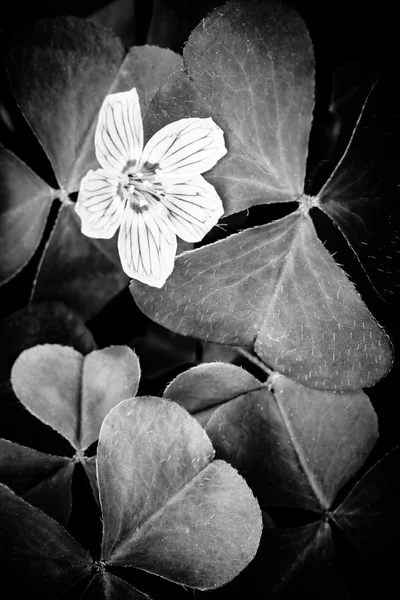 Fleurs de forêt noir et blanc — Photo