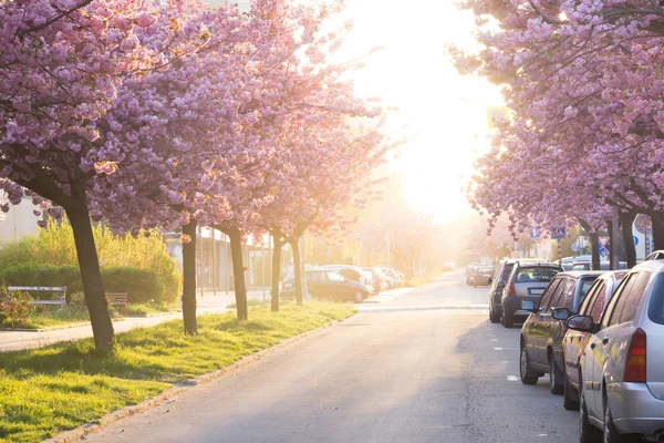 Beauty pink flowering ornamental trees Royalty Free Stock Photos