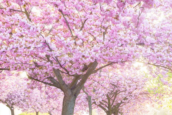 Skönhet rosa Blommande prydnadsträd Stockbild