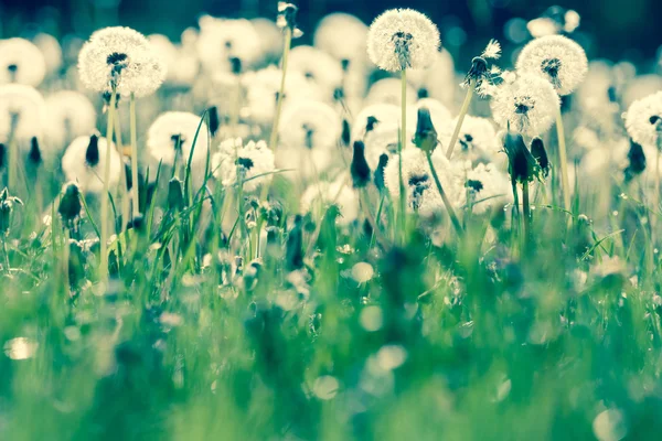 Beauty of dandelions — Stock Photo, Image