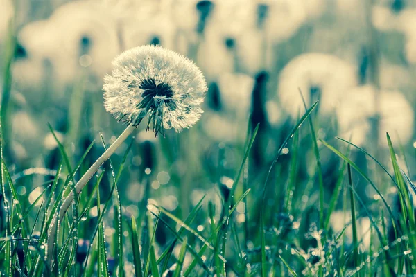 Beauty of dandelions — Stock Photo, Image