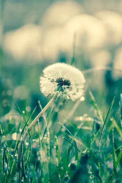 Beauty of dandelions — Stock Photo, Image