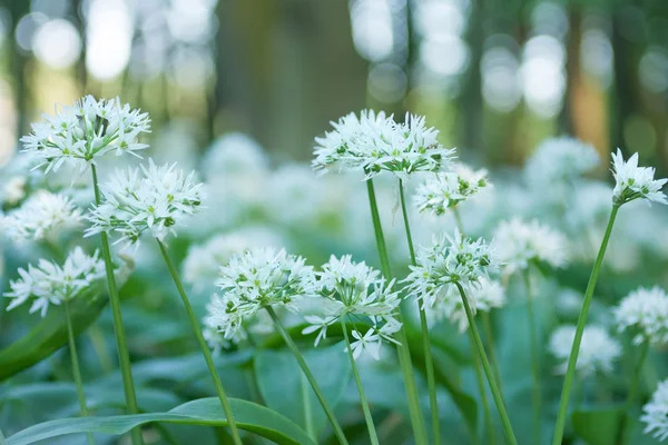 Wild garlic — Stock Photo, Image