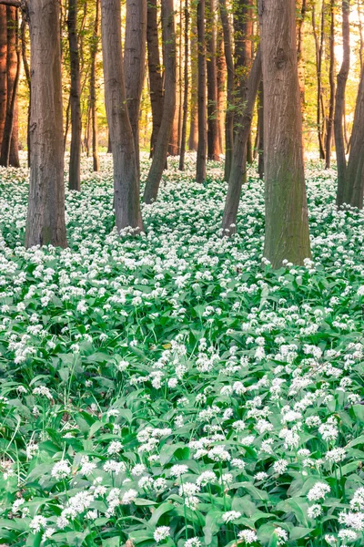 Wilde knoflook — Stockfoto