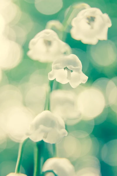 Lily of the valley flowers — Stock Photo, Image