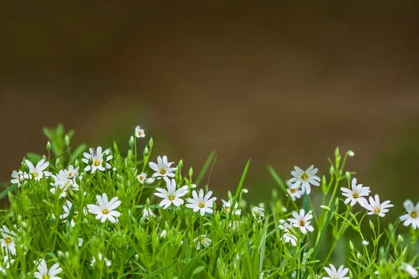 Blommor skogsstjärna — Stockfoto