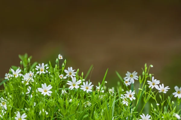 Chickweed kwiaty — Zdjęcie stockowe