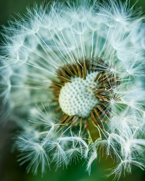 Close up van paardebloem pluis — Stockfoto